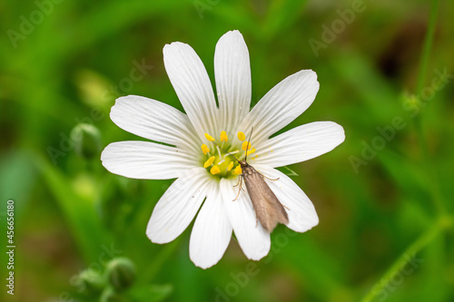 White flower with moth in the forest