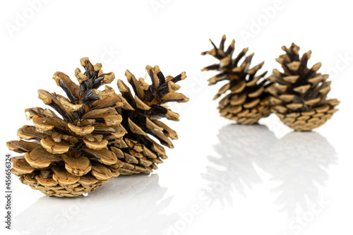 Group of four whole beautiful pine cone two are in the front isolated on white background