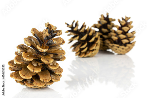 Group of four whole beautiful pine cone one is in the front isolated on white background