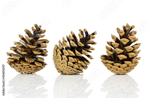Group of three whole beautiful pine cone in row isolated on white background