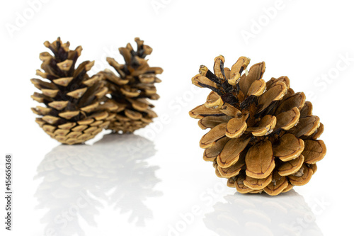 Group of three whole beautiful pine cone one is in the front isolated on white background