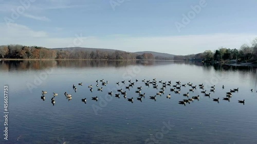 Close up of drone circling geese resting in a lake in the fall.