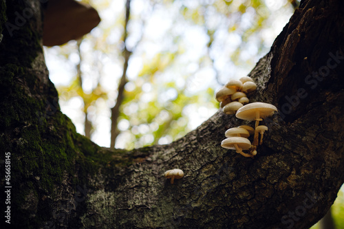 autumn forest , close-up small mushroom. frame shot with selective focus © YURII Seleznov