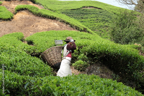 local man is harvesting some tea on a green plantage in asia