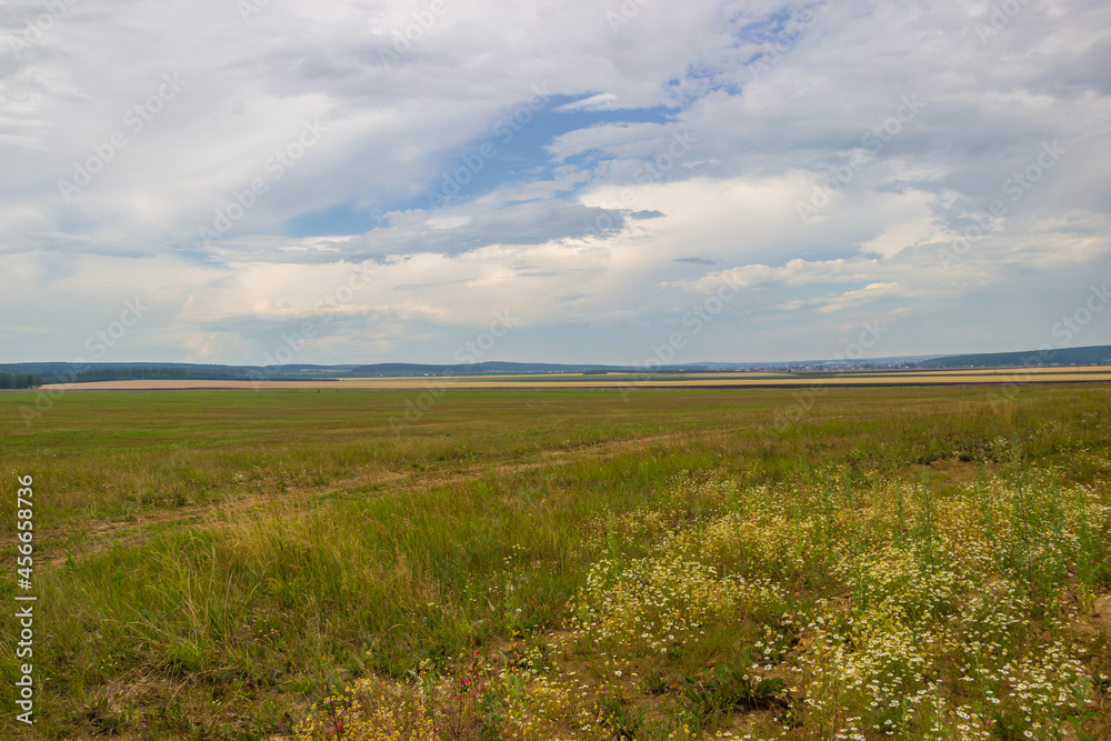 Field to the horizon in summer