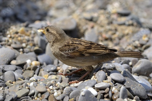 A sparrow eating bread on a pebble