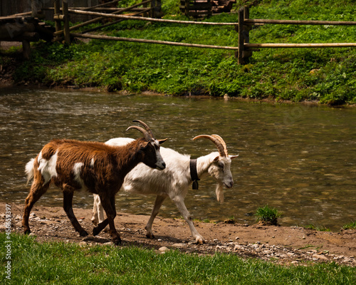 Two goats by the stream.