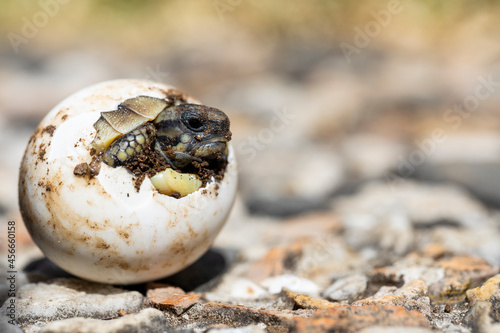 A small turtle is born out of its egg, eyes looking at the sky in its natural habitat. Newborn cute little animals.