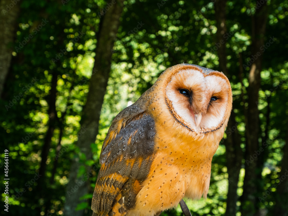 Naklejka premium Barn owl. Muráň, Slovakia.