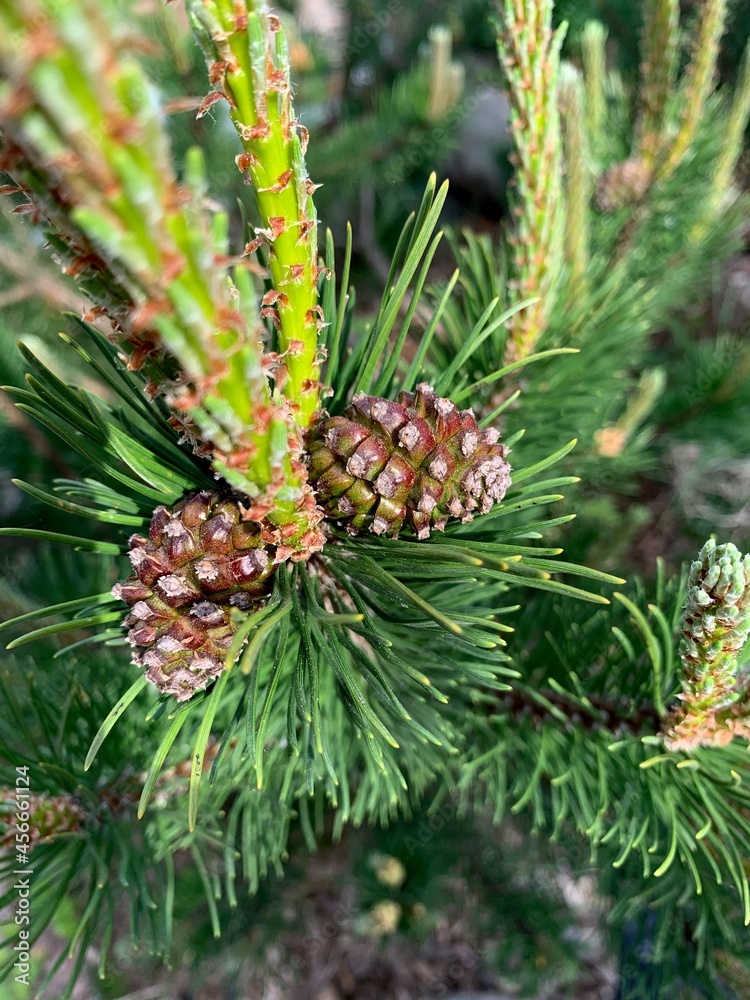 Young cones on a pine branch close up Young cones on a pine branch close up