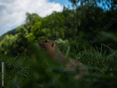 Ground squirrel. Muráň, Slovakia © The Filip