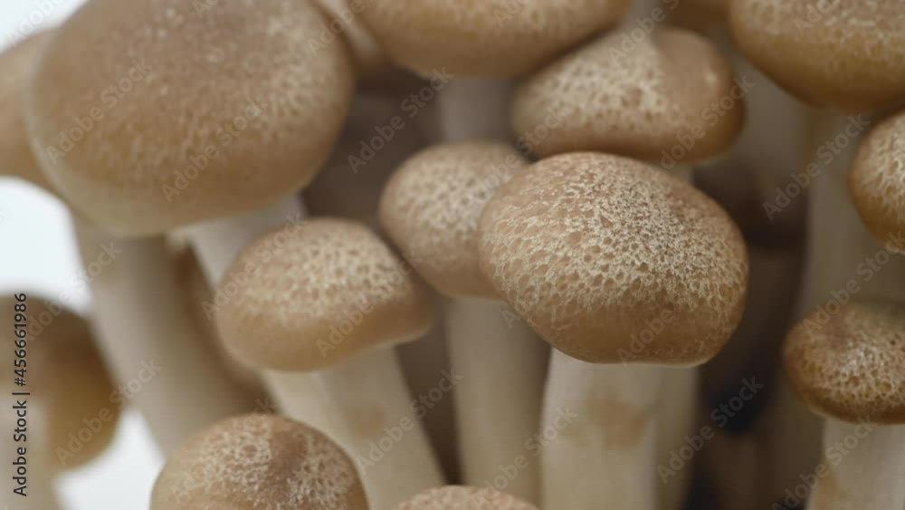 The brownish-white shimeji mushrooms are spinning and moving on a white background with copy space The brownish-white shimeji mushrooms are spinning and moving on a white background with copy space