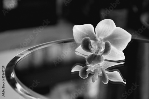 Orchid flower on the mirror
