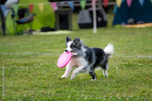Dog plays with a flying disc on a meadow