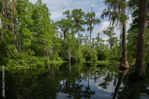 Landscape in the Okefenokee swamp with bald cypress trees (Taxodium distichum), Georgia, USA photo
