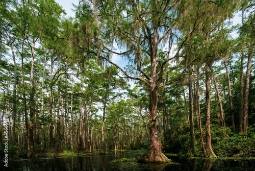 Slika na platnu Landscape in the Okefenokee swamp with bald cypress trees (Taxodium distichum),
