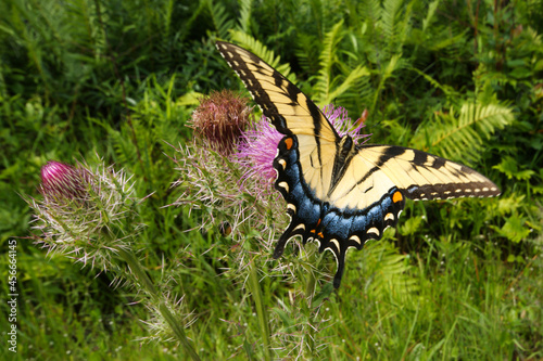 Eastern Tiger Swallowtail butterfly (Papilio glaucus) feeding on thistle, natural habitat, Georgia, USA photo