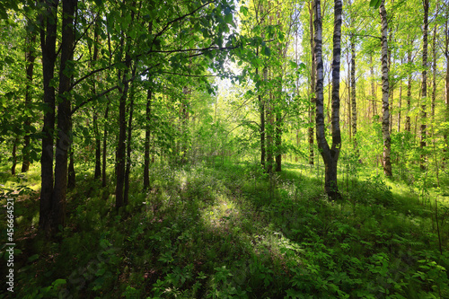 sunny summer day in green park, beautiful landscape trees background © kichigin19