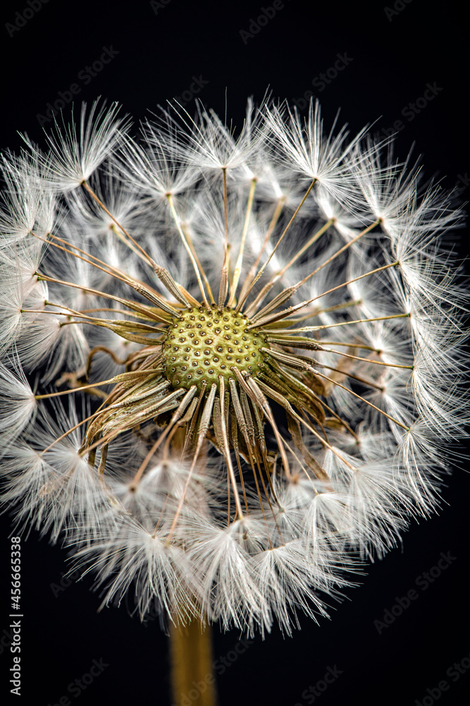 Fototapeta premium dew, thorn, flower, drops, grass, fluff,dandelion, bubble