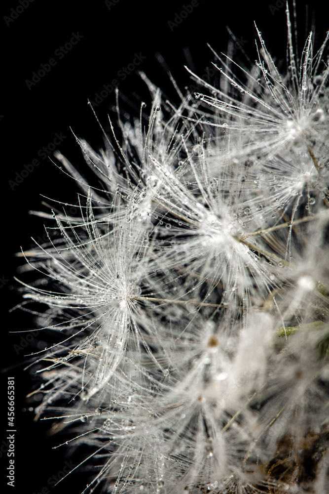 Fototapeta premium dew, thorn, flower, drops, grass, fluff,dandelion, bubble