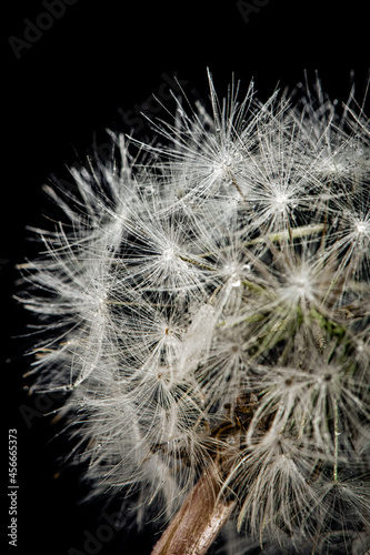 dew, thorn, flower, drops, grass, fluff,dandelion, bubble