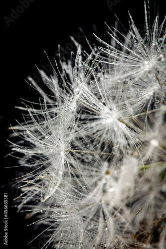 dew, thorn, flower, drops, grass, fluff,dandelion, bubble © Evgenii