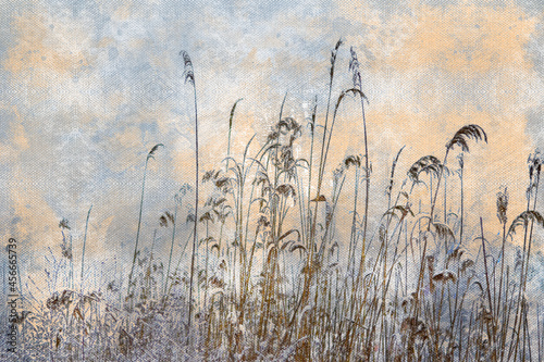 Dry reed covered with snow. High frozen stalks of reeds on the shore of a forest lake. Winter, daytime. Digital watercolor painting.