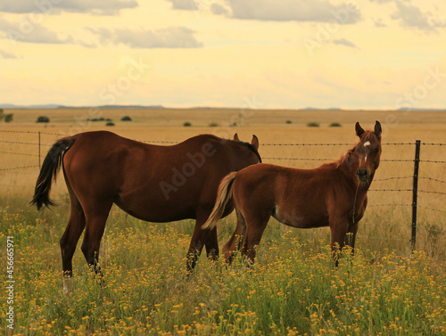 Brown Arab horses on a pasture in late afternoon golden light