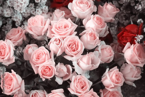 Pink rose floers bouquet closeup beauty background