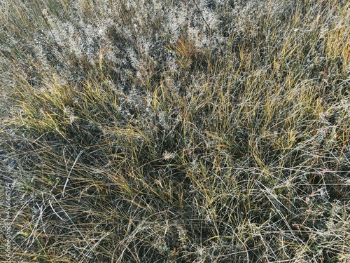 grass in the wind