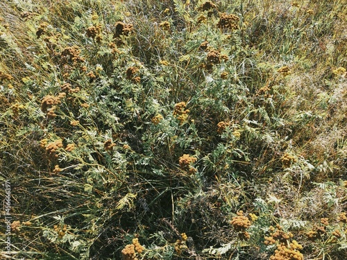 close up of needles