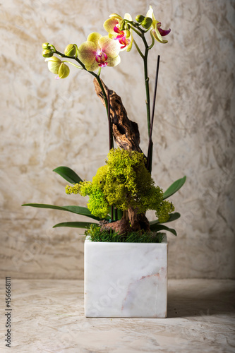 Orchid in square vase