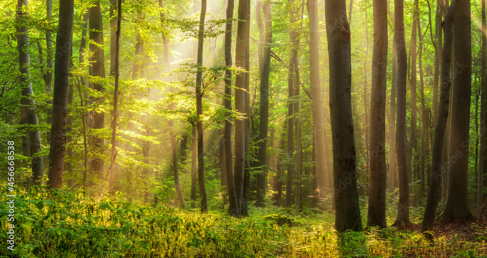 Natural Forest of Beech Trees illuminated by sunbeams through fog	