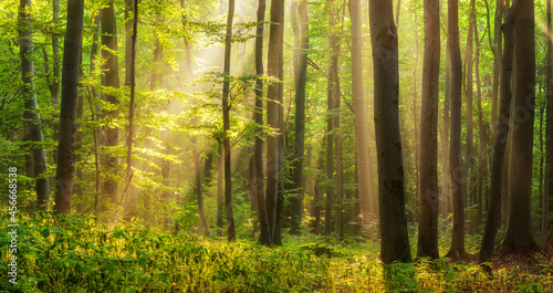 Natural Forest of Beech Trees illuminated by sunbeams through fog 
