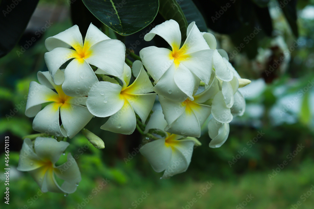 Obraz premium Close up shot bunch of blooming frangipani flowers.