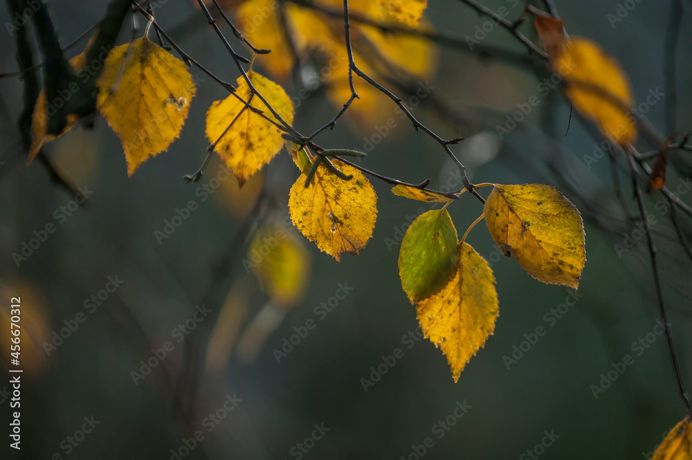 kolorowe liście jesienią - obrazy, fototapety, plakaty 