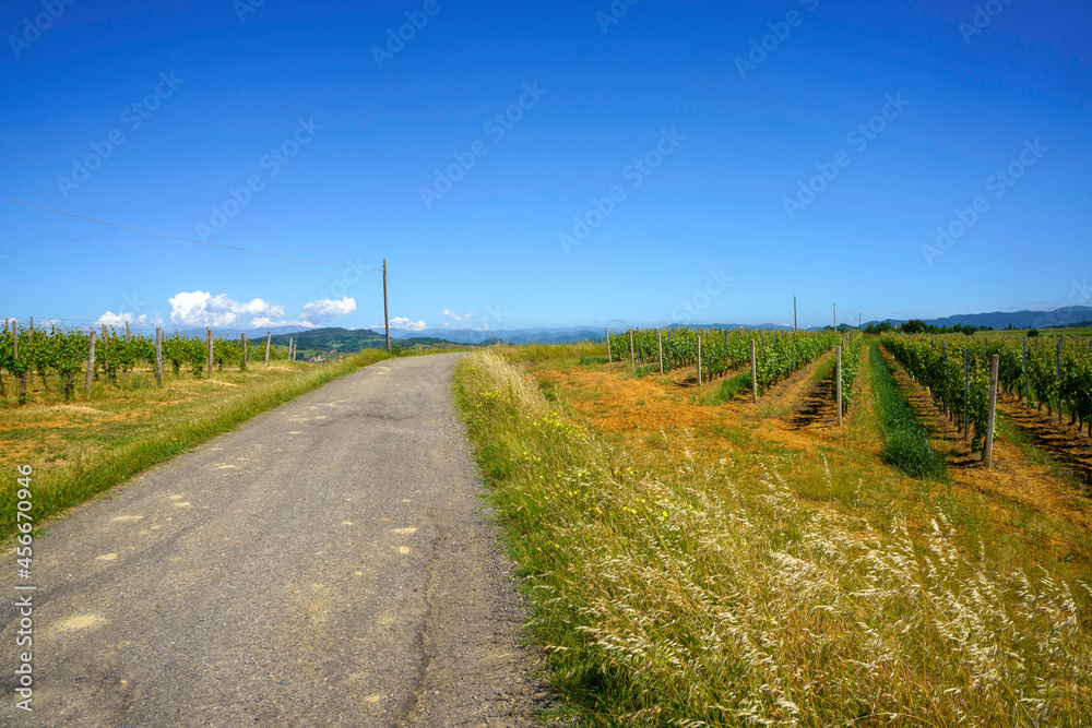 Vineyards of Monferrato near Gavi at springtime