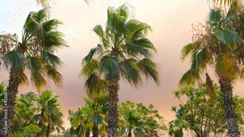 Campfire smoke in the sunset light against the backdrop of palm trees with huge clouds of orange smoke and flames. Exotic look. Environmental pollution concept from forest fires.