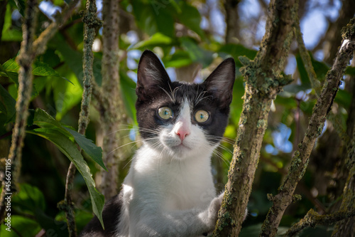 beautiful cat in tree