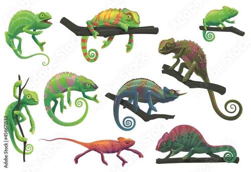 Vászonkép Chameleon lizards with tree branches vector set with cartoon reptile animals of panther, jackson, veiled, green and red chameleon in different poses