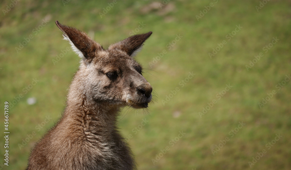 Head Portrait of Eastern Grey Kangaroo in Zoological Garden. Cute Close-up of Macropus Giganteus Outdoors. Head Portrait of Eastern Grey Kangaroo in Zoological Garden. Cute Close-up of Macropus Giganteus Outdoors.