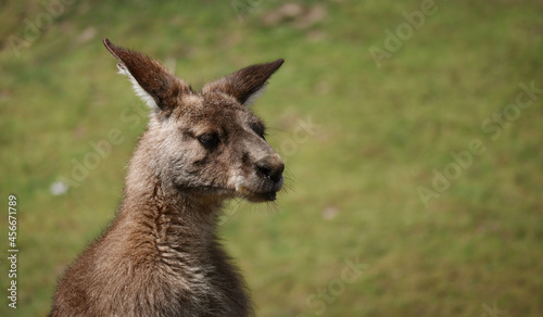 Head Portrait of Eastern Grey Kangaroo in Zoological Garden. Cute Close-up of Macropus Giganteus Outdoors.