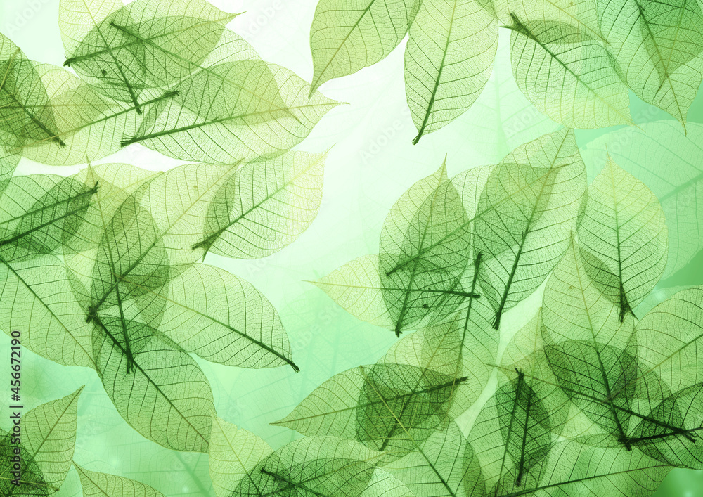 Nature background with transparent skeleton leaves
