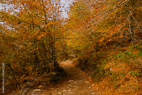 forest way in autumn color © Borja AG