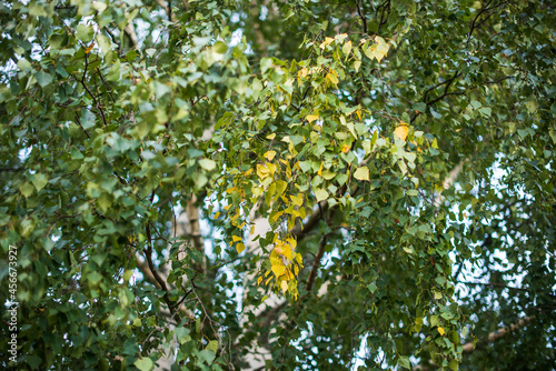 Birch trunks and branches with green and yellow leaves in the summer evening.