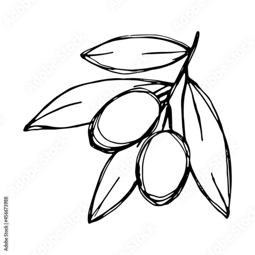 Vector sketch of olive branch. Hand drawn outline icon. Eco food doodle illustration isolated on white background. For print, web, design, decor, logo. 