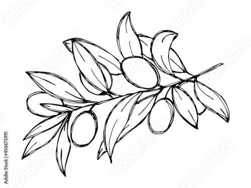Vector sketch of olive branch. Hand drawn outline icon. Eco food doodle illustration isolated on white background. For print, web, design, decor, logo. 
