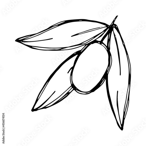 Vector sketch of olive branch. Hand drawn outline icon. Eco food doodle illustration isolated on white background. For print, web, design, decor, logo. 
