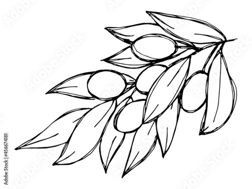 Vector sketch of olive branch. Hand drawn outline icon. Eco food doodle illustration isolated on white background. For print, web, design, decor, logo. 