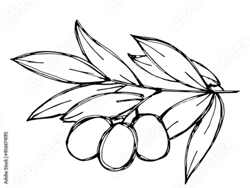 Vector sketch of olive branch. Hand drawn outline icon. Eco food doodle illustration isolated on white background. For print, web, design, decor, logo. 